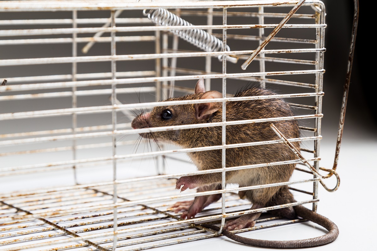 How To Remove Crawl Space Molds and Rodents Perma Dry