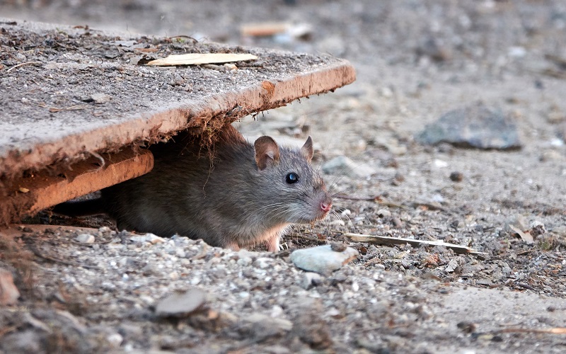 How To Deal With Basement Rodents Effectively