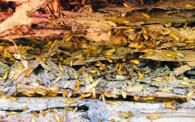 Termites infesting wood