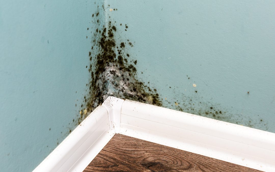 Mold in Your Crawlspace? How to Remove and Prevent It