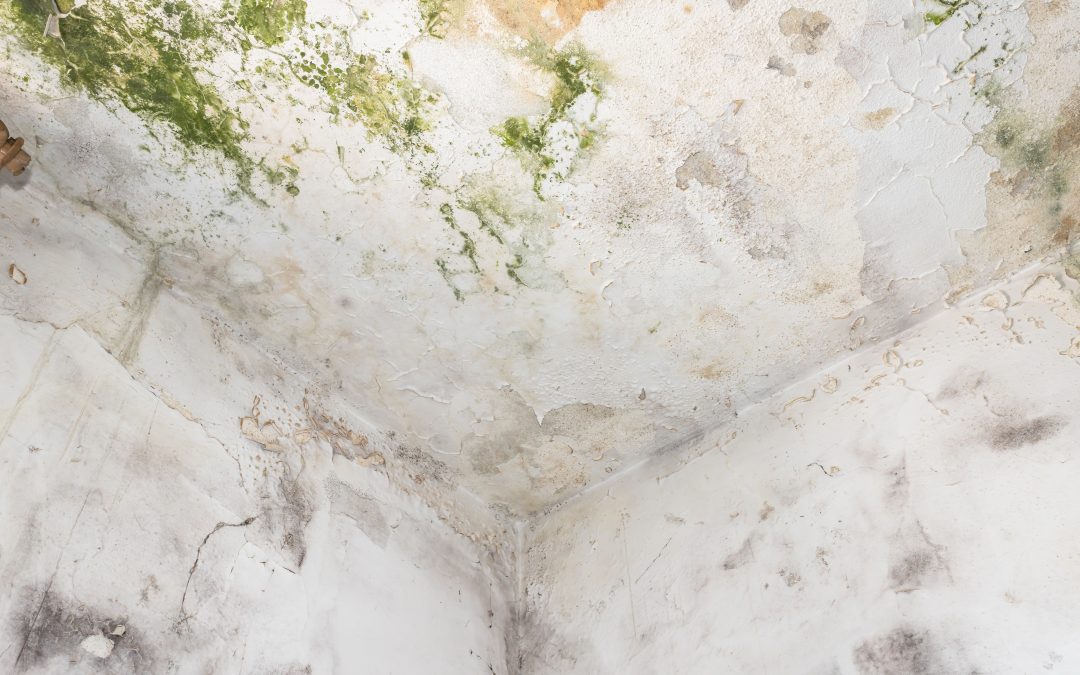 The Dangers of Mold in Your Basement: Health and Home Risks