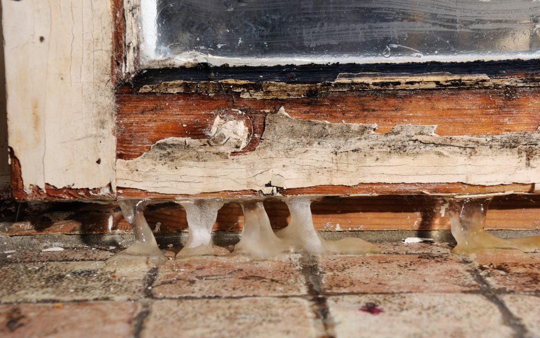 Dealing with Black Mold in Your Basement: Safety and Solutions