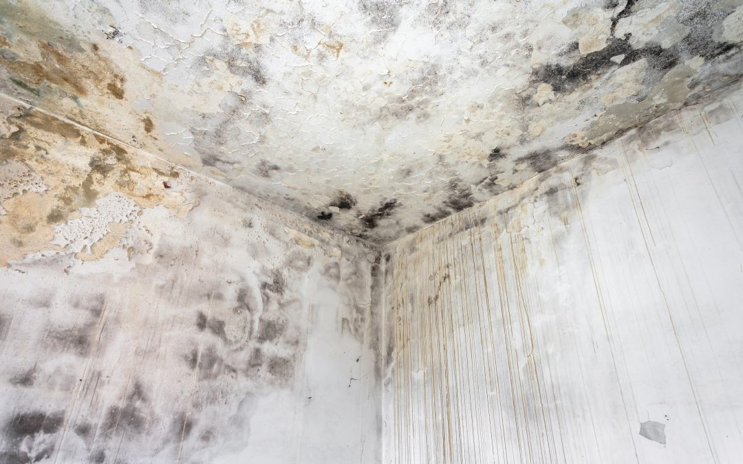 Fungal mold on an interior wall