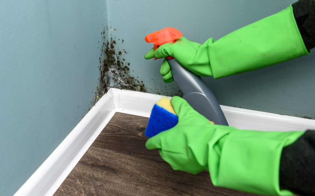 Humidity Control in the Basement: Your Defense Against Mold