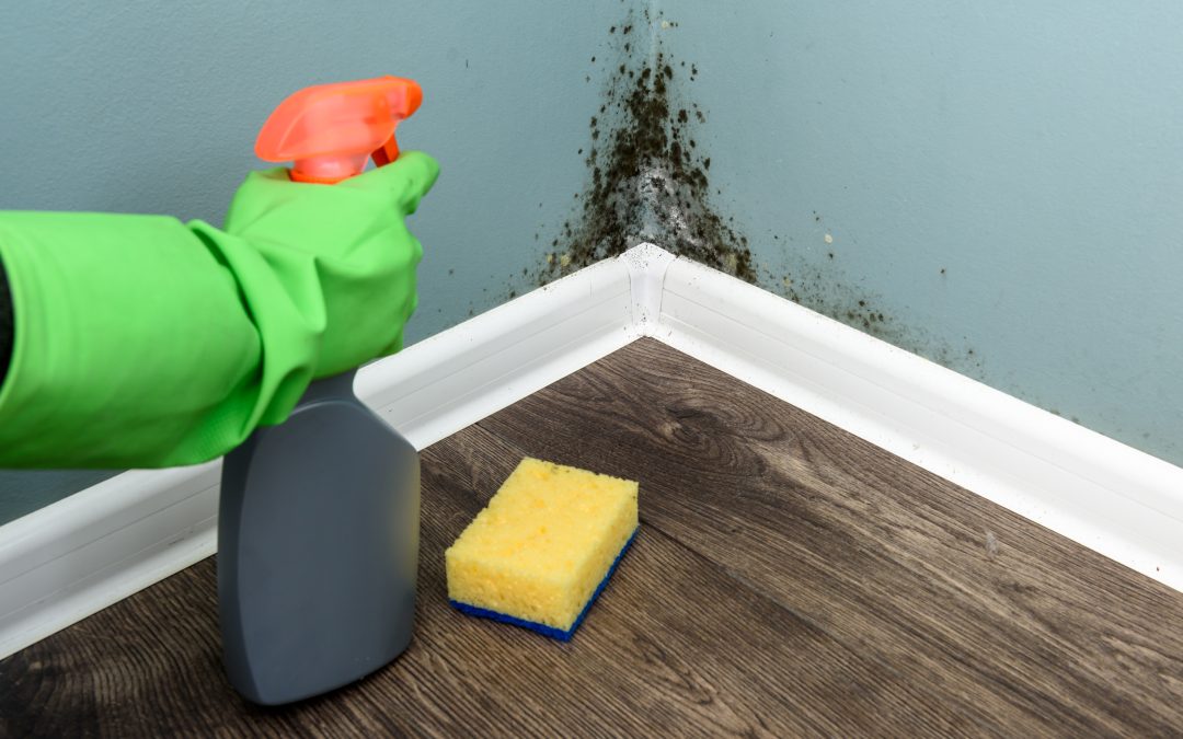 Long-Term Strategies for Keeping Your Basement Mold-Free